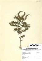藏品(全緣卷柏)的圖片